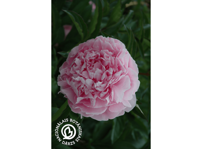 Paeonia lactiflora   'Sarah Bernhardt'